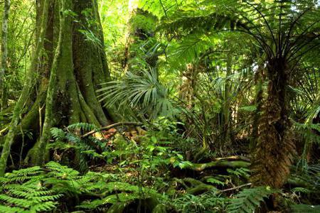 exemples de compétition intraspécifique dans la nature