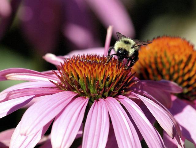 exemples de concurrence dans la nature