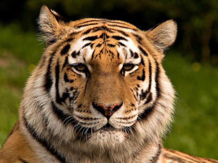 exemples de compétition dans la nature chez les animaux