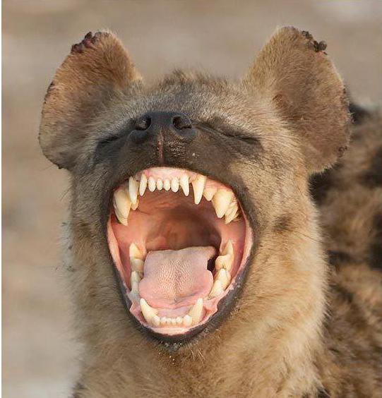 un exemple de la concurrence des organismes dans la nature est