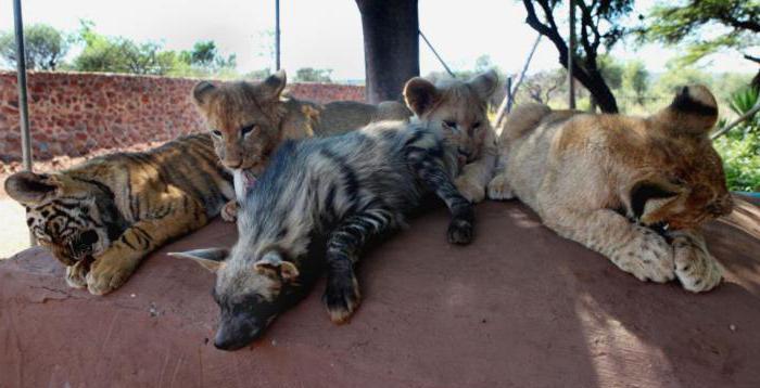 exemples de concurrence dans la nature