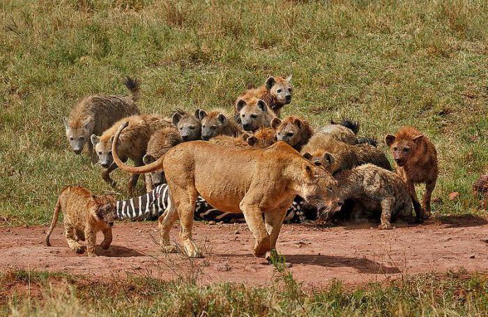 exemples de concurrence dans la nature