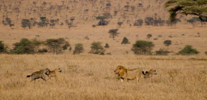 exemples de concurrence dans la nature