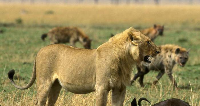 exemples de relations concurrentielles dans la nature