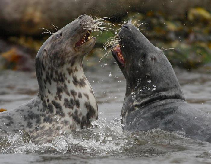 exemples de concurrence dans la nature