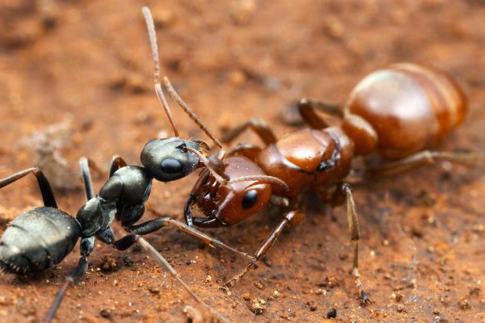 exemple de compétition interspécifique dans la nature