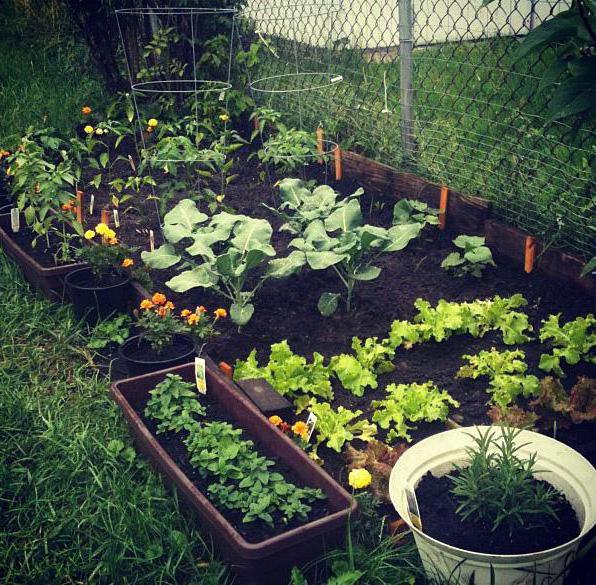 business dans les options de pays