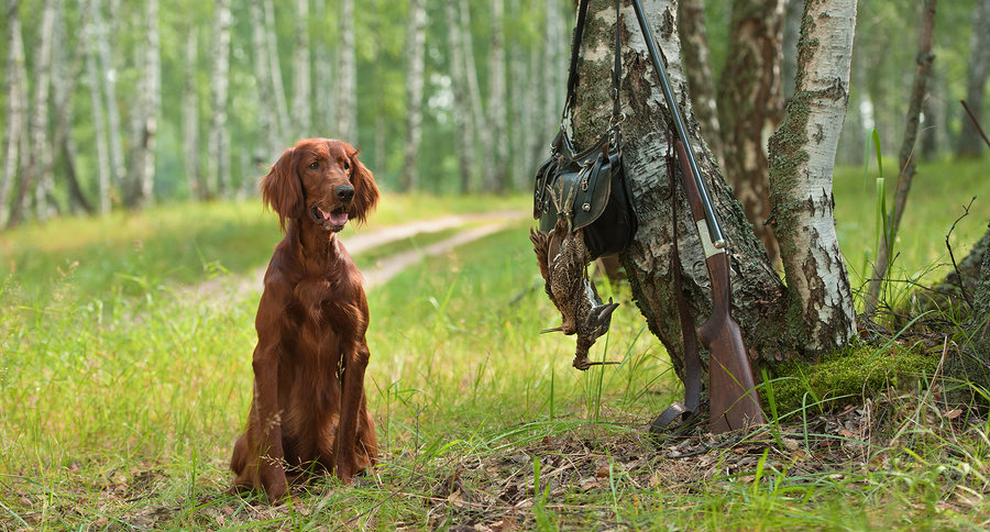 location de saison de chasse