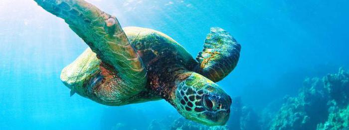 tourist and recreational activities