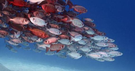 Régime des zones économiques exclusives.