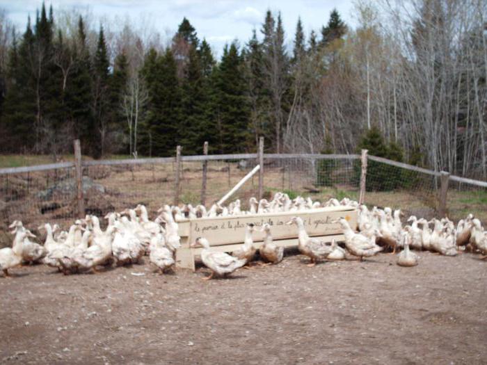 domestic ducks mularda