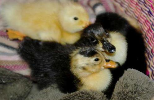 breeding duck mullards