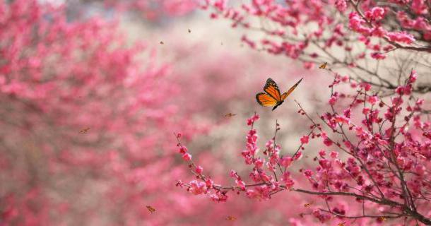 merci pour l'aide et la coopération