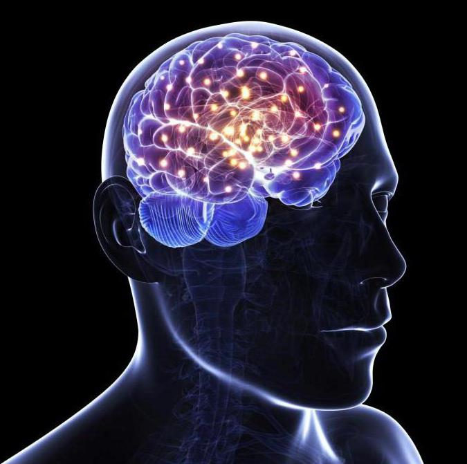 brain development games