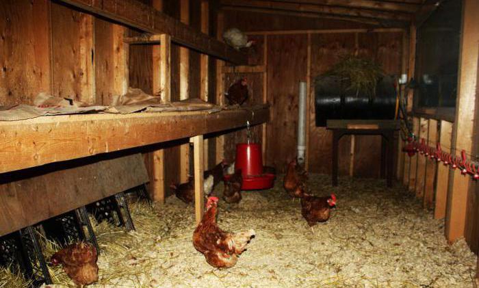  tailles de poulailler