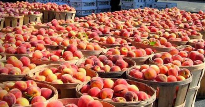 when the food embargo will be lifted