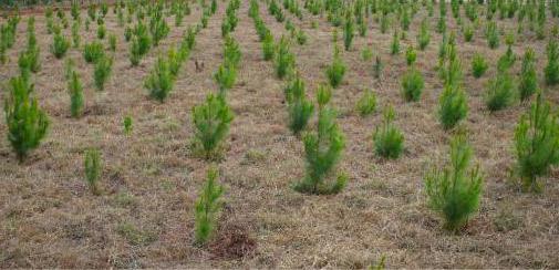 okvad culture de légumes