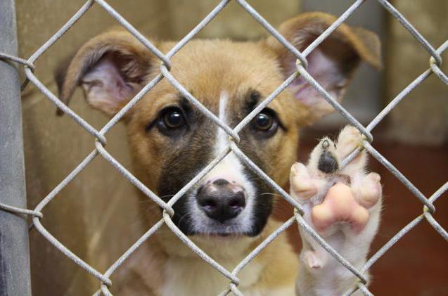 piéger et garder des animaux errants