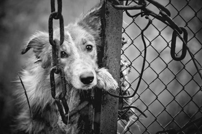 règles pour attraper les animaux errants