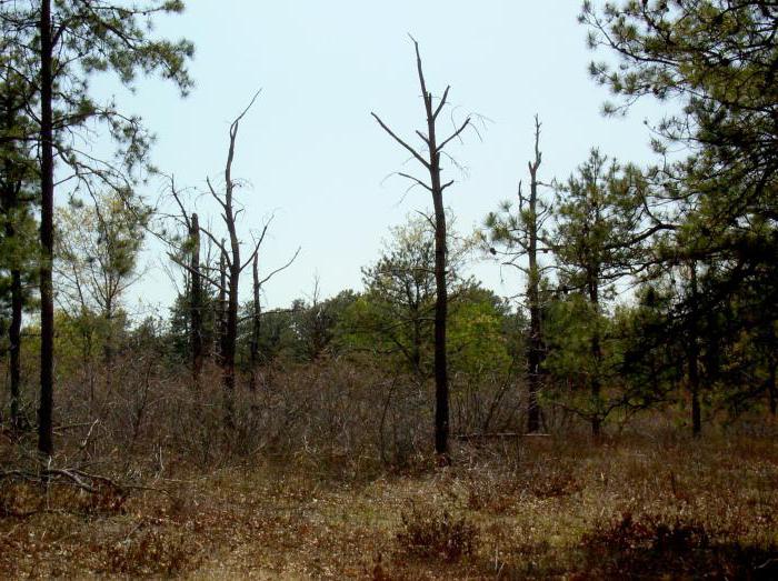 assistant ingénieur en environnement