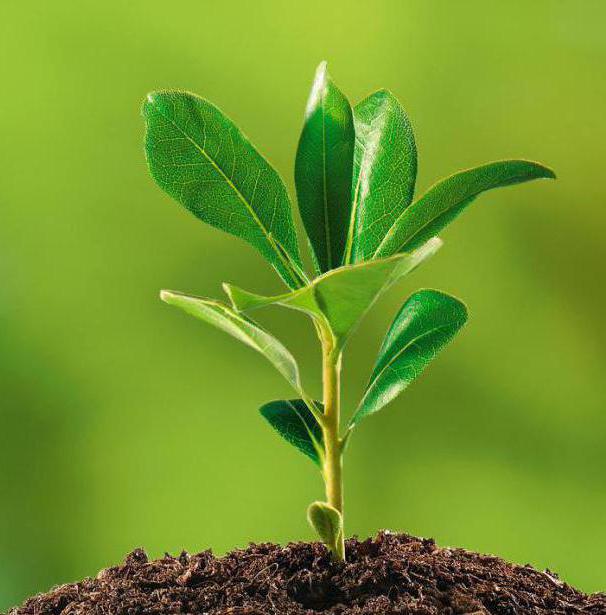 assistant environnement