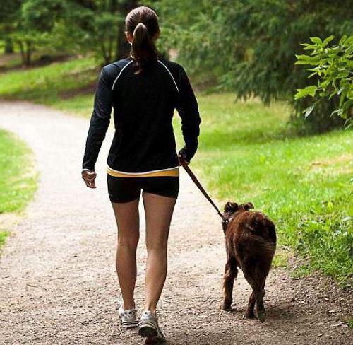 règles pour garder et promener les chiens