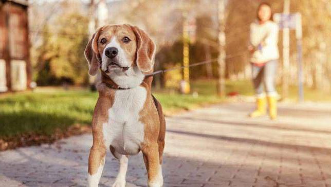 règles de promenade de chien