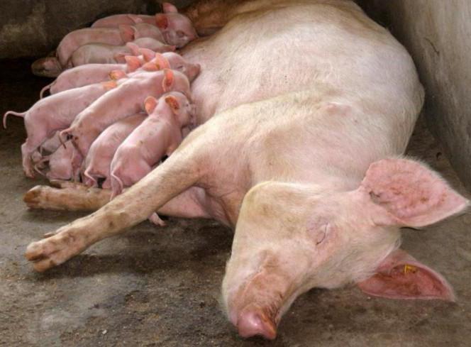 projet modèle de ferme porcine