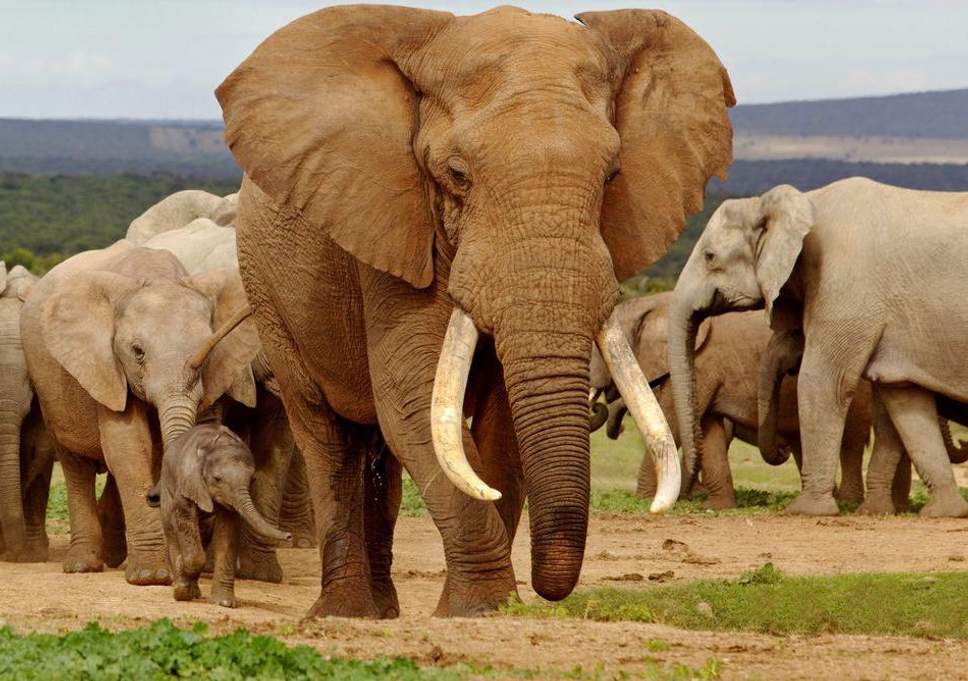 responsabilité civile pour dommages à l'environnement 1 =