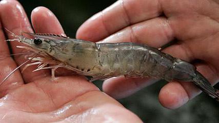 crevette: élevage