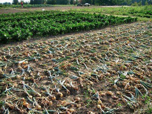 tableau des différences, ce qui est mieux que la ferme paysanne ou IP