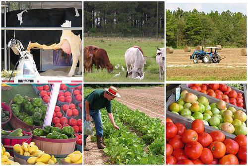 Taxe agricole paysanne