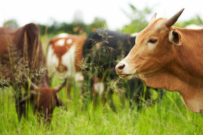 organisations à but non lucratif à vocation sociale