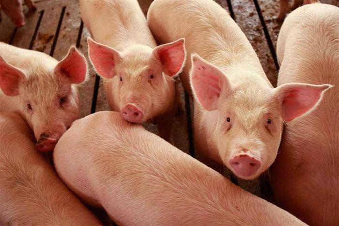 conception de la ferme porcine