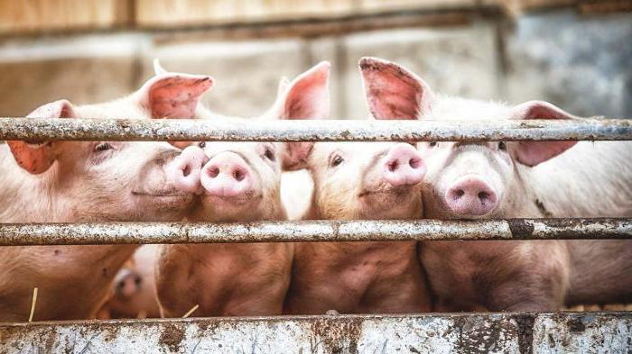 élevages et complexes porcins