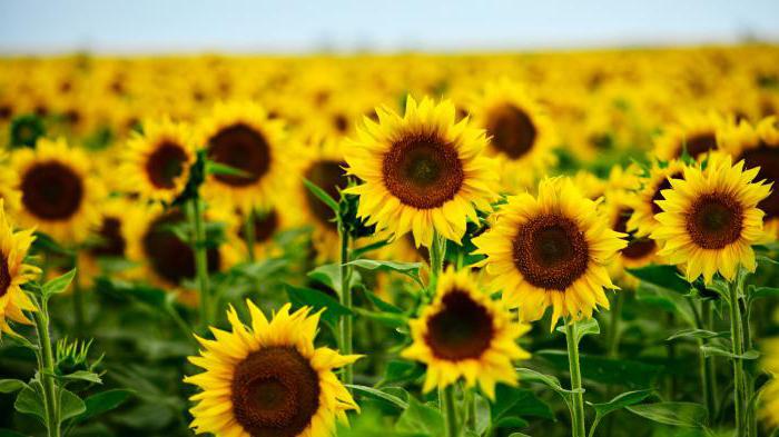 location de ressources naturelles en Russie