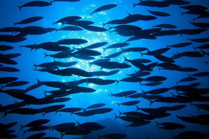 loyer naturel à l'étranger