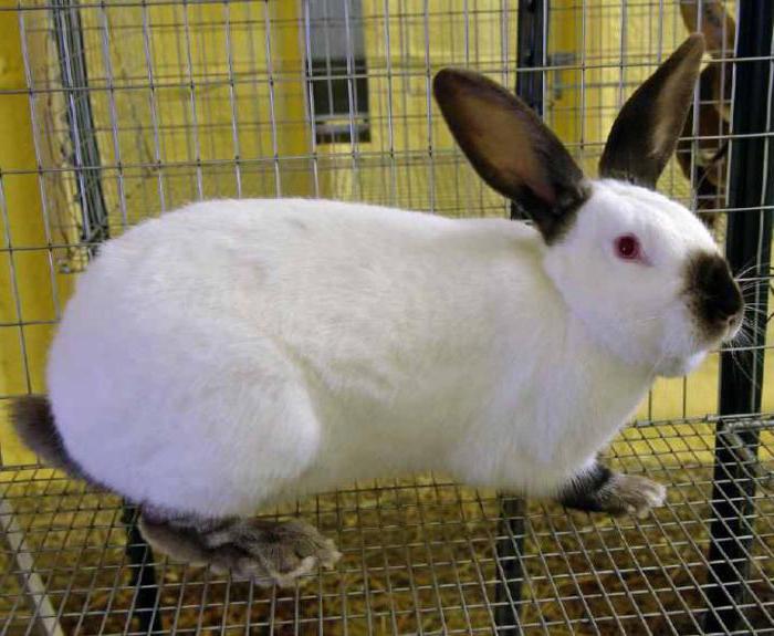 Contenu du lapin californien