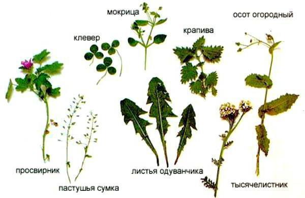 Description de la race de lapin de Californie