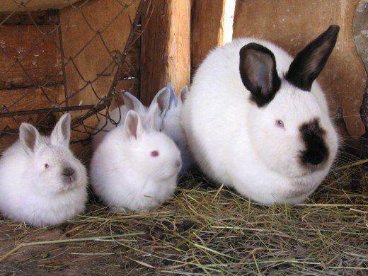 Taille du lapin californien