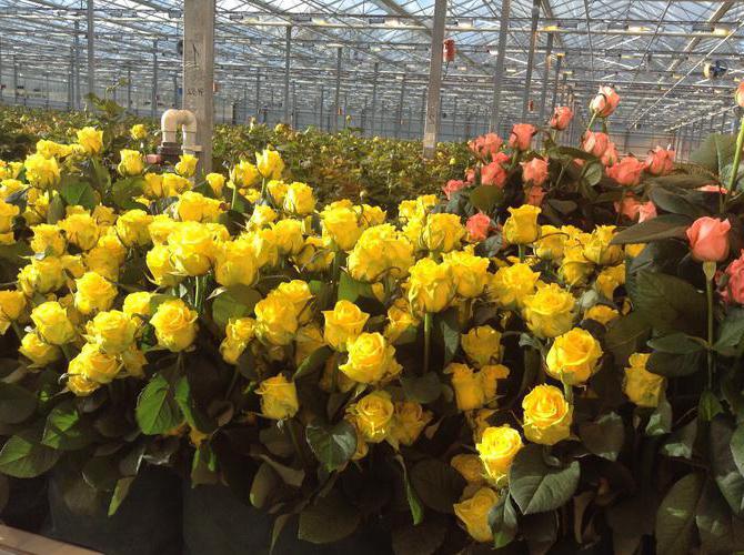 culture de roses en Russie