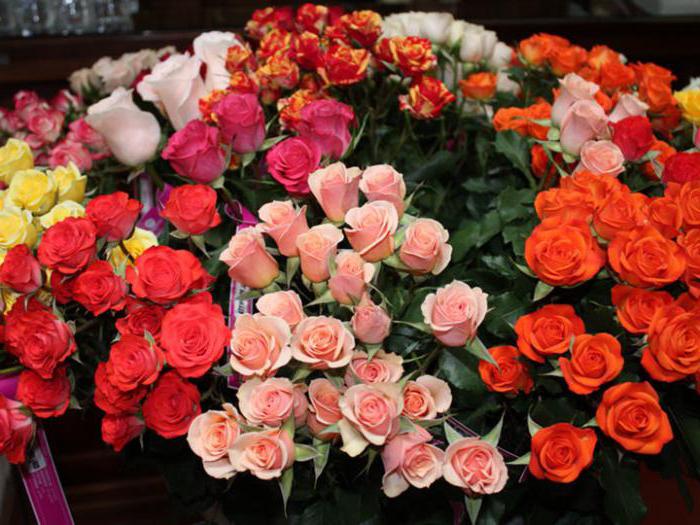 roses de l'Équateur