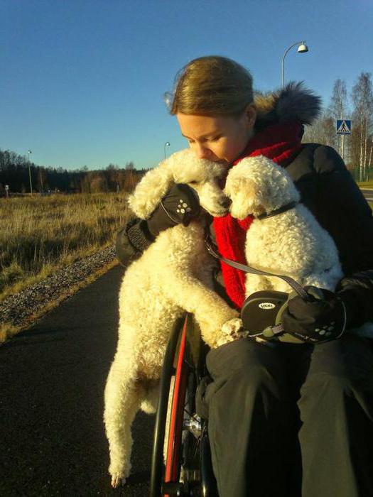 quotas d'emploi pour personnes handicapées