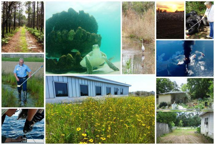 sujets et objets de droits environnementaux