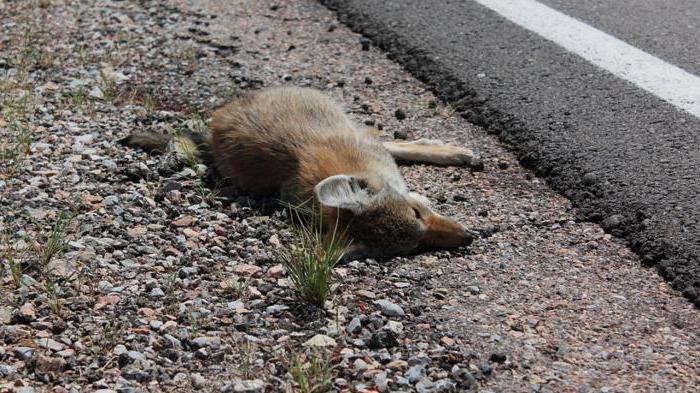  élimination des déchets biologiques