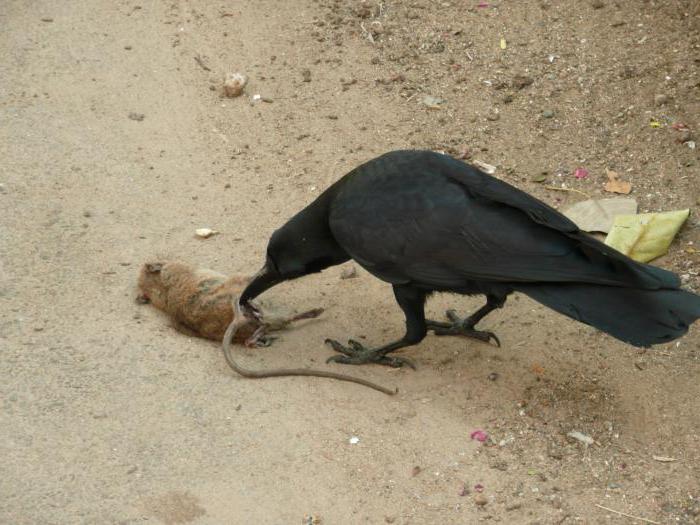 destruction et élimination des déchets biologiques