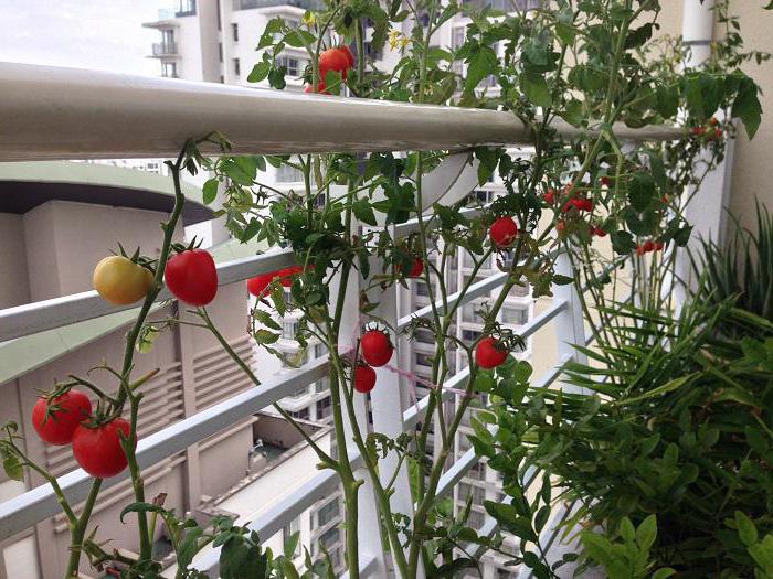 comment faire pousser des tomates à la maison sur le rebord de la fenêtre