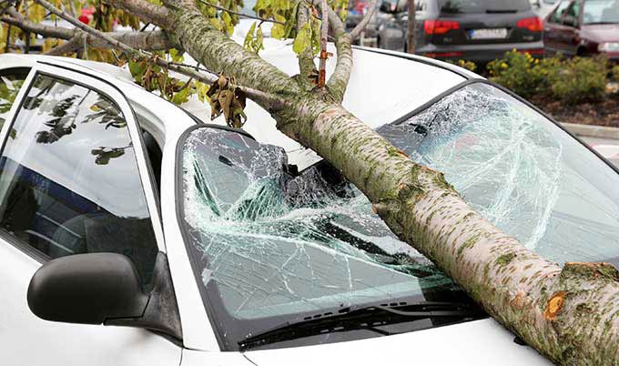 arbre est tombé sur une voiture