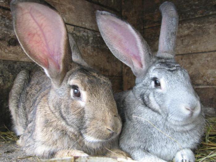 commercialisation de la viande de lapin