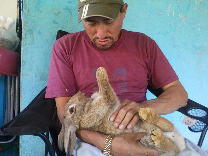 lapins élevage élevage